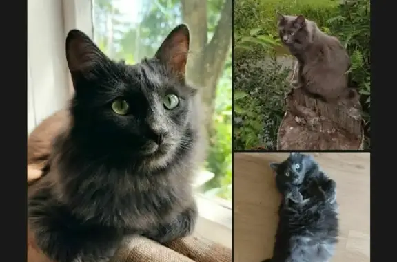 Потерянные животные Калининский муниципальный округ, фото: Пропала кошка на 2-й улице, Аввакумовское сельское поселение