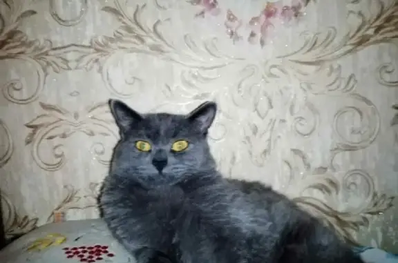 Кошки потеряшки, Казань, фото: Потеряшка кошка на Светлой, 20, Казань