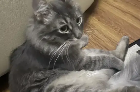 Найдена кошка, Москва, фото: Кошка найдена на 3-й Хорошёвской, 17 в Москве