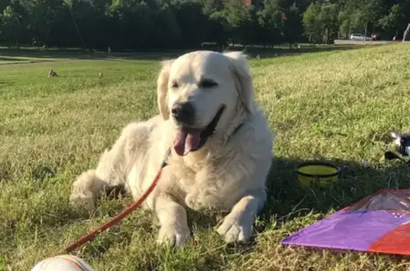 Собаки потеряшки, Москва, фото: Потеряшка золотистый ретривер в районе парка Акведук, Москва.