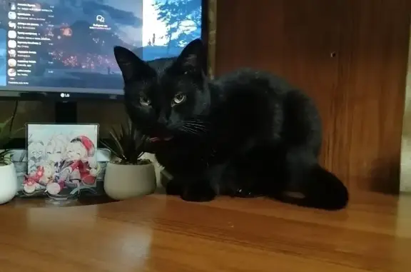 Кошки потеряшки, Москва, фото: Потеряшка кошка на Бирюлёвской улице, Москва