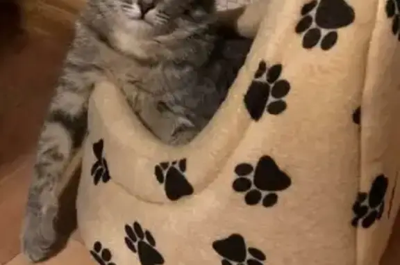 Кошки потеряшки, Казань, фото: Потеряшка кошка Боня, ул. Серова, 29, Казань.