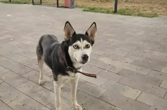 Собака найдена на проспекте Циолковского, Дзержинск.