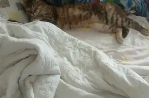 Потерянные животные Смоленск, фото: Пропала кошка Буся, ул. Маршала Ерёменко, 14, Смоленск