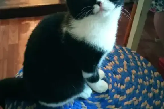 Кошки потеряшки, Казань, фото: Потеряшка кошка Моня на ул. Академика Губкина, 20 в Казани