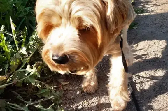 Собаки потеряшки, Санкт-Петербург, фото: Потеряшка пес Фаня на Бухарестской ул. в СПб