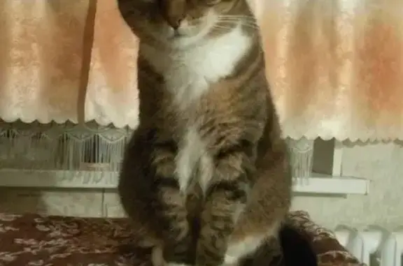 Кошки потеряшки, Санкт-Петербург, фото: Потеряшка кошка Кот на Клинском проспекте, СПб