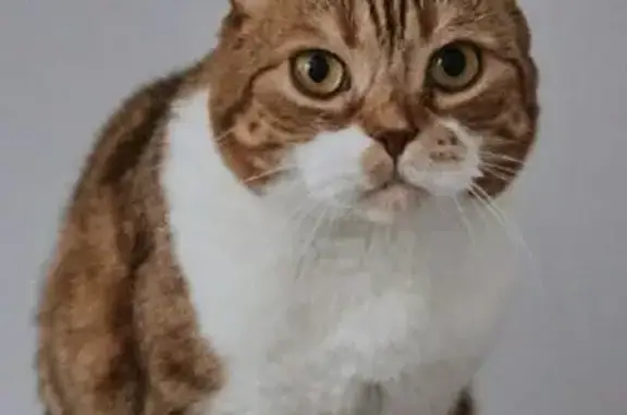 Потерянные животные Москва, фото: Пропала кошка Плюша на Фортунатовской, Москва