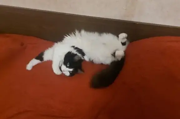 Потерянные животные Москва, фото: Пропала кошка, черно-белая, ул. Затонная 5 к1, Москва