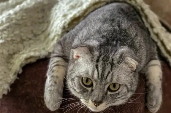 Кошки потеряшки, Искателей, фото: Потеряшка кошка на Губкина, 2, Искателей