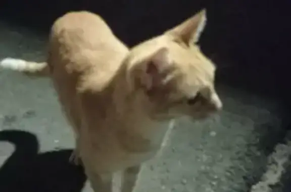 Кошка найдена на ул. С. Ускова, 6 в Барнауле
