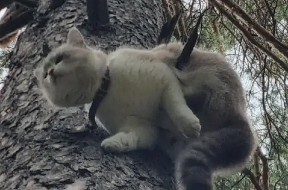 Кошки потеряшки, Новосибирск, фото: Потеряшка кошка на Бердском тупике, Новосибирск