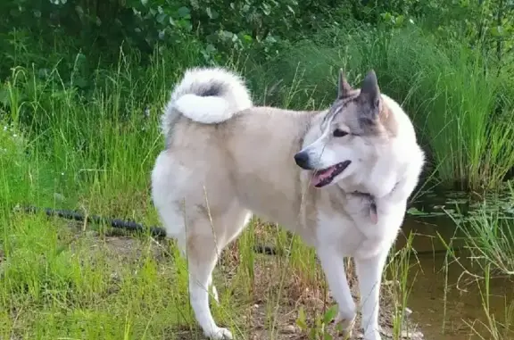 Пропала собака в лесу Московской области