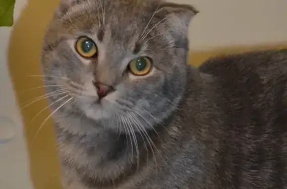 Кошки потеряшки, Новосибирск, фото: Потеряшка кот Марсель на Линейной 45/1, Новосибирск