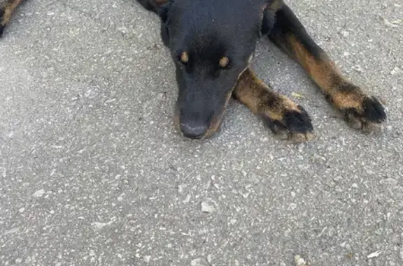 Найдена собака на Ленинградской улице в Тамбове