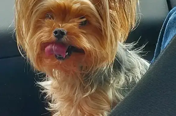 Собаки потеряшки, Москва, фото: Потеряшка Йоркширский терьер 