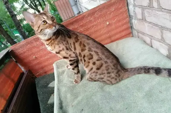 Потерянные животные Москва, фото: Пропала бенгальская кошка на Можайском шоссе, Москва