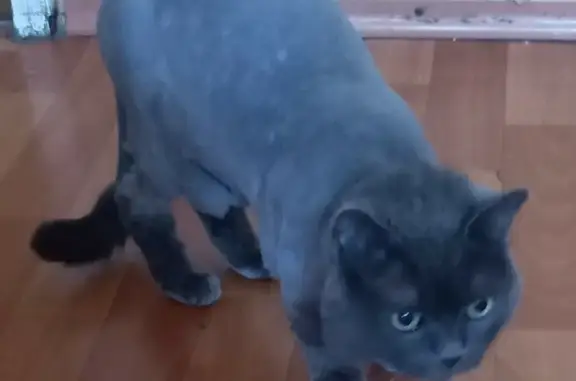 Кошки потеряшки, , фото: Потеряшка кошка Кот на ул. Строителей, 22, Конаково.