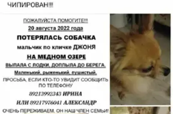 Собаки потеряшки, Санкт-Петербург, фото: Потеряшка собака Мальик на Меднозаводском шоссе.