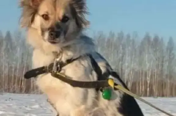 Собаки потеряшки, Москва, фото: Потеряшка собака на Ленинском проспекте, Москва