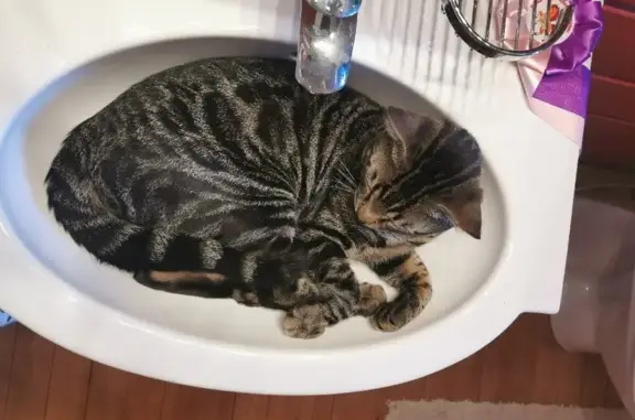 Объявления о пропавших и найденных животных, Юкки, фото: Пропала кошка Мурзик на Школьной улице, Юкки