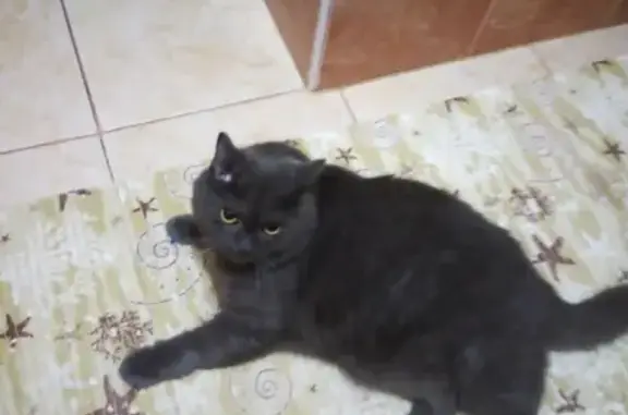 Кошки потеряшки, Набережные Челны, фото: Потеряшка кот 