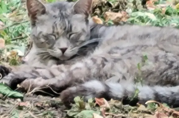 Найдена кошка, Москва, фото: Котик на улице Вавилова, Москва
