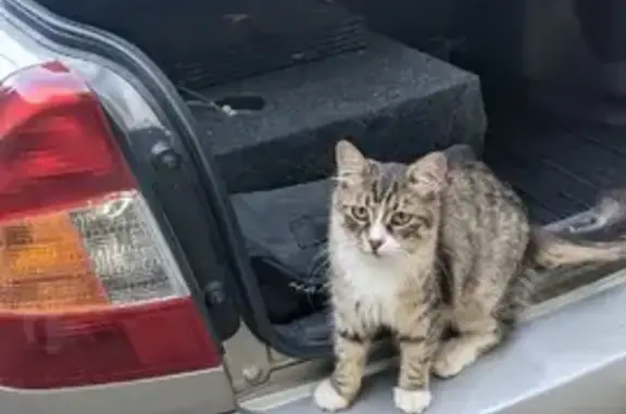 Пропала кошка на Пионерской улице, вознаграждение при возврате