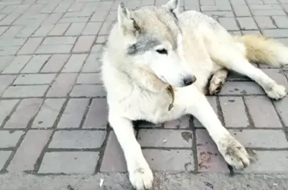 Собака найдена на ул. Л. Кецховели, Красноярск.