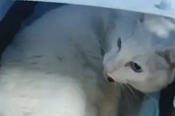 Белый кот с переломом лап найден на улице Свободы, 34