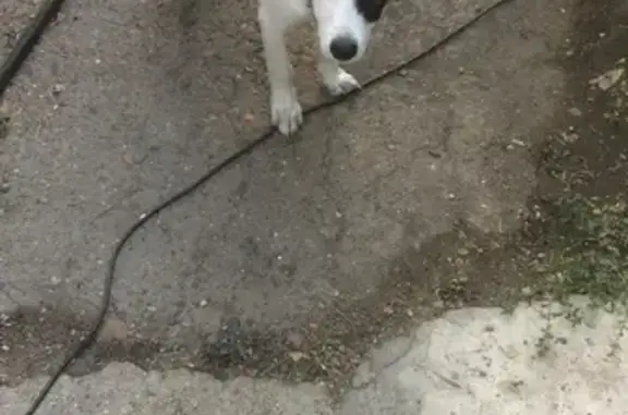 Найден щенок с ошейником на ул. Эйдемана, Канск