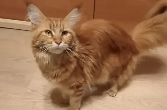 Кошки потеряшки, Москва, фото: Потеряшка кошка на Ярославском шоссе 22к1, Москва