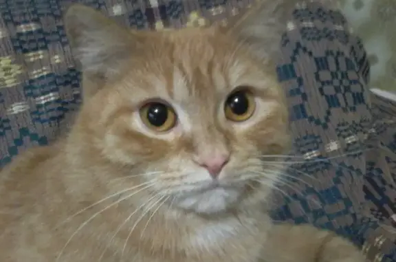 Кошки потеряшки, Ижевск, фото: Потеряшка кошка на Воткинском шоссе 40, Ижевск