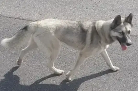 Собака лайка с глазами разного цвета найдена на трассе 27К-031 в Низовье.
