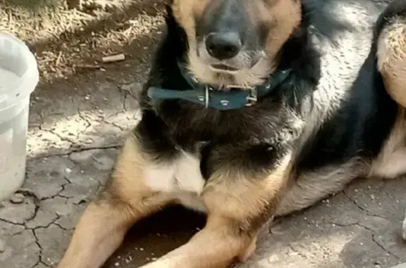 Собака ждет хозяина на улице Героев-Разведчиков, 12, Краснодар