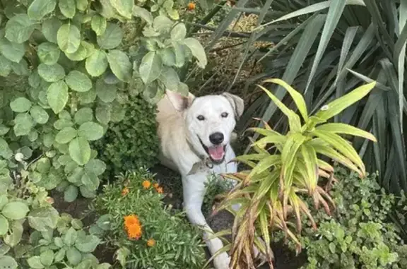 Найдена белая собака на Невкипелого 10, Краснодар