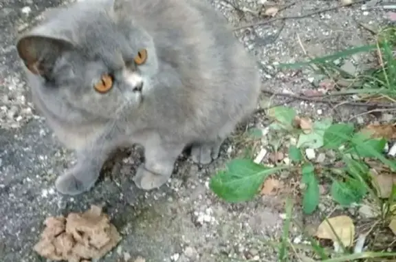 Найдена кошка на ул. Болотникова, Калуга