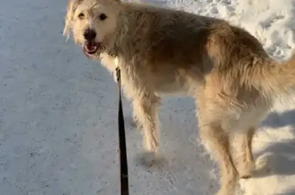 Пропала собака Чарли в Истоке, Свердловская область