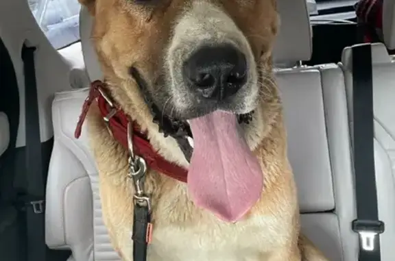 Собака Алабай найдена на Калужском шоссе.