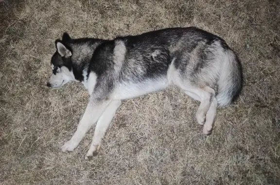 Собака похожая на хаски найдена на Сипайловской улице, Уфа.