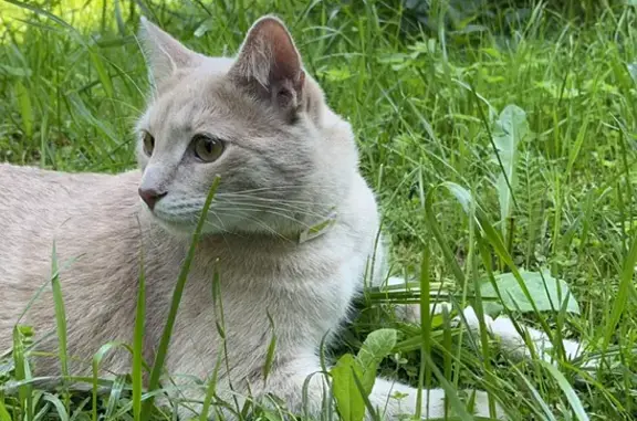Пропала кошка «Тимоша» в СНТ «Строково», Волоколамск