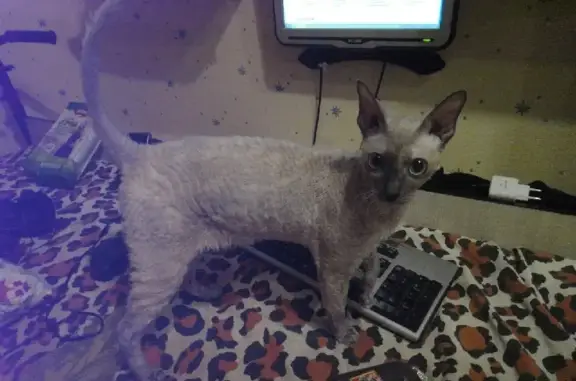 Кошки потеряшки, Санкт-Петербург, фото: Потеряшка кошка на пр. Маршала Жукова, СПб.