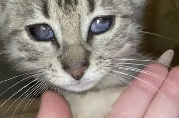 Кошки потеряшки, Санкт-Петербург, фото: Потеряшка кошка Клео на 2-й Жерновской, СПб.