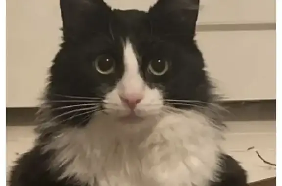 Пропала черно-белая кошка в Московской области, вознаграждение гарантировано