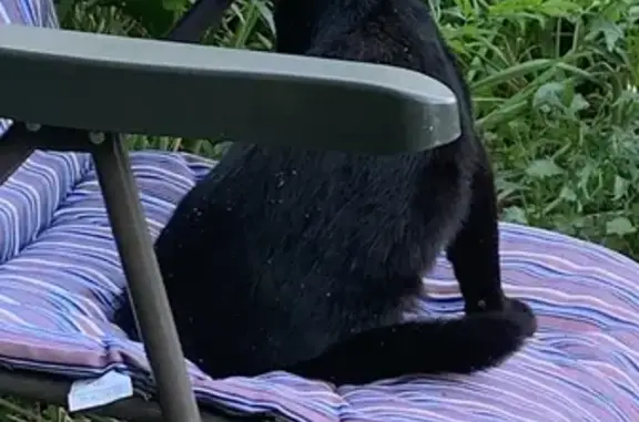 Найден ласковый чёрный кот с ошейником в Тверской области