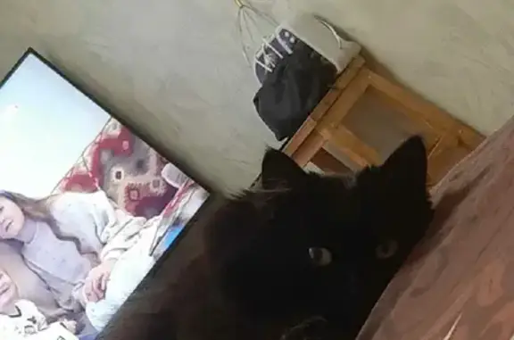 Кошки потеряшки, Ижевск, фото: Потеряшка кошка Пират на улице Сабурова 3А в Ижевске