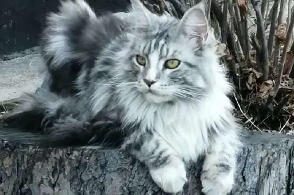 Кошки потеряшки, Сковородино, фото: Потеряшка кошка породы Мейн Кун на Магистральной, вознаграждение