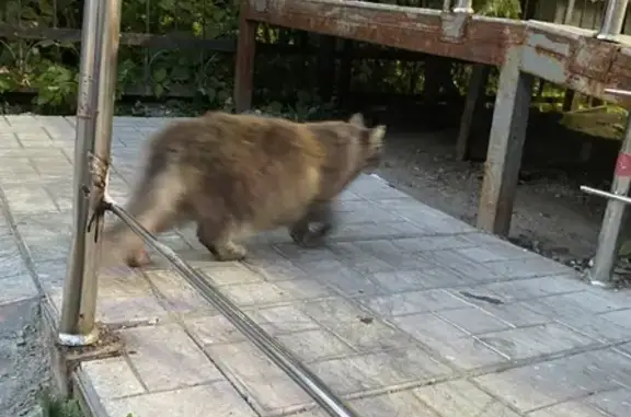 Ухоженная кошка на улице Красных Партизан, 14