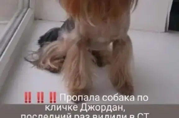 Пропала собака Джордан на пос. Октябрьском, Новочеркасск