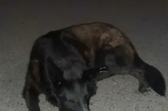 Найдена собака на Семафорной, контактный пёс черного окраса